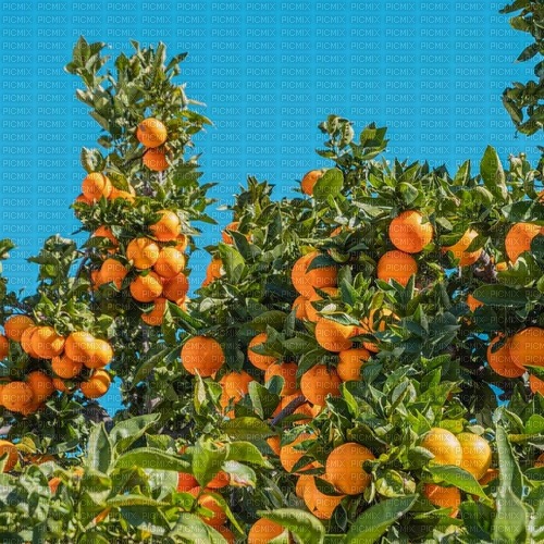 oranges fruit background - zdarma png