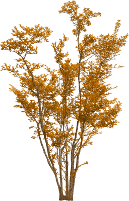 tree anastasia - png gratis