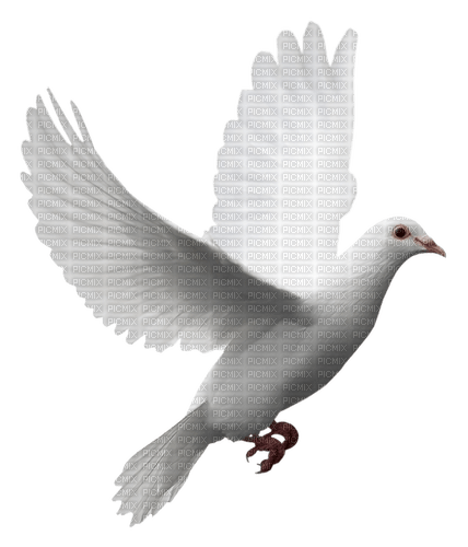 colombes - бесплатно png