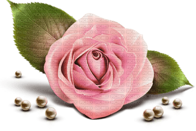 Flowers pink rose bp - ücretsiz png