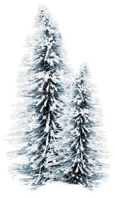 winter trees - besplatni png