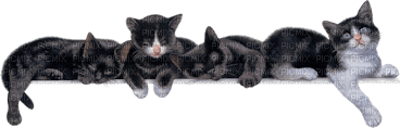 cecily-barre chats noirs - besplatni png