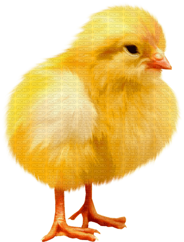 Chick.Yellow.Orange - 無料png