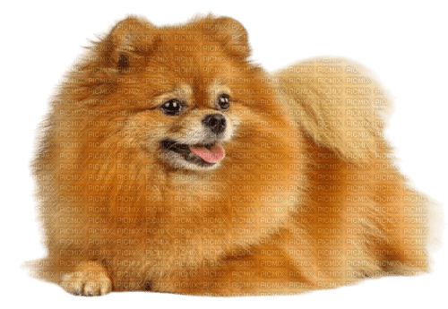 Pomeranian - бесплатно png