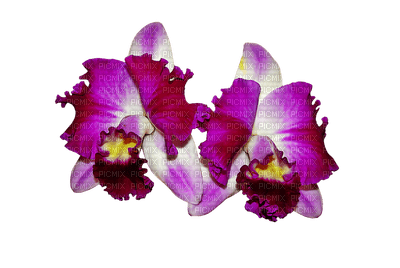 orchids purple bp - zadarmo png