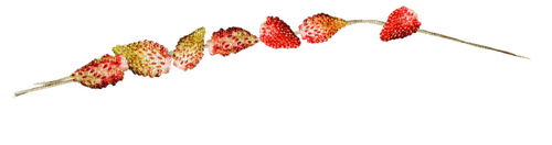 dolceluna branch summer strawberry deco - ücretsiz png