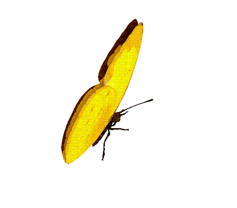 butterfly papillon schmetterling - Безплатен анимиран GIF