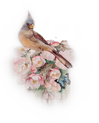 Vogel, Blütenzweige - бесплатно png