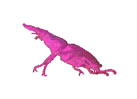 pink beetle - GIF animado grátis