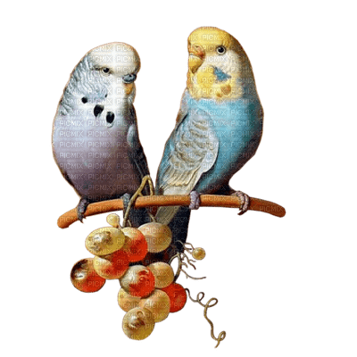 birds budgerigar bp - фрее пнг