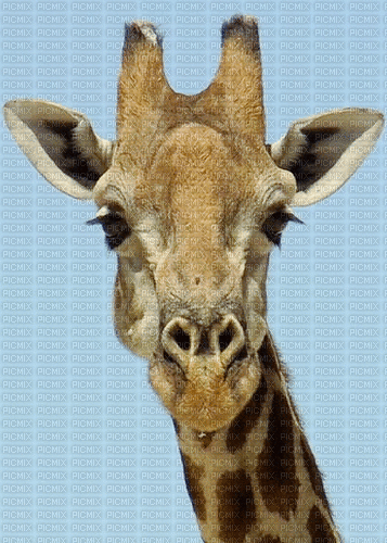 Giraffe - GIF animé gratuit
