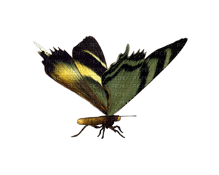 Kaz_Creations Deco Butterflies Butterfly Colours - фрее пнг