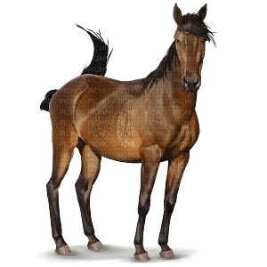 horse - darmowe png