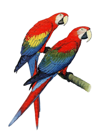 pajaros  papagayos  dubravka4 - PNG gratuit