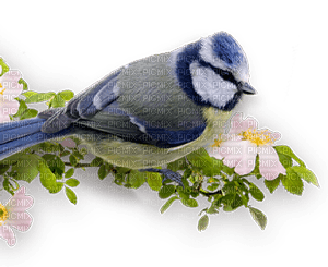 Blaumeise auf Ast - Free PNG
