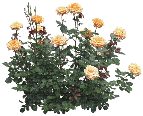 Plate-bande de fleurs - ilmainen png
