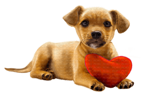 valentine dog  by nataliplus - kostenlos png