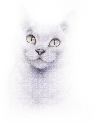 Kaz_Creations Cats Cat Kittens Kitten - Free PNG