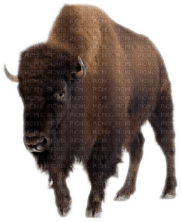 bison - png gratuito