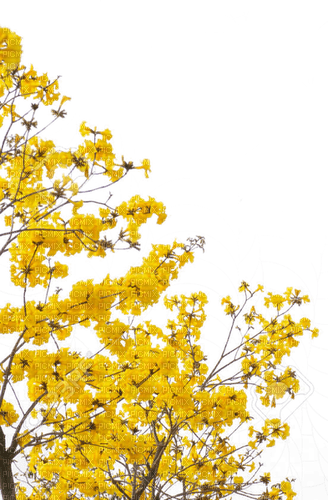 fleur, circle cadre, frame, yellow, Adam64 - PNG gratuit