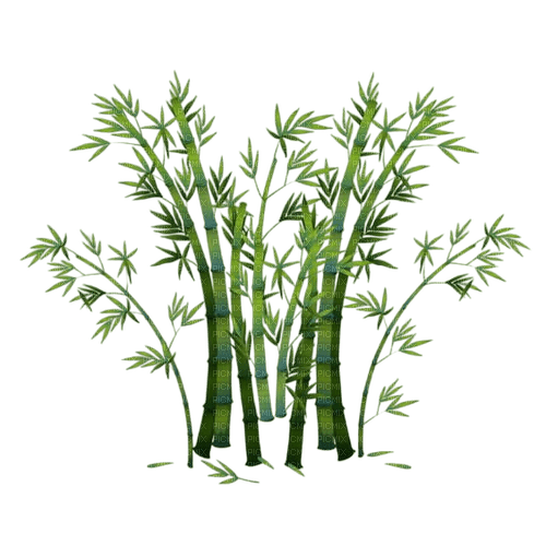 feuilles bambou - бесплатно png