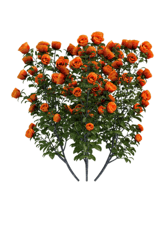 orange flowers, roses, bush - darmowe png