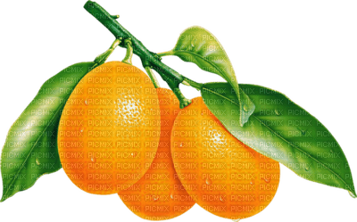 naranja - nemokama png