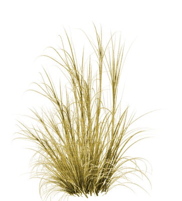 Grass, Yellow - 𝔍𝔦𝔱𝔱𝔢𝔯.𝔅𝔲𝔤.𝔊𝔦𝔯𝔩 - Free PNG