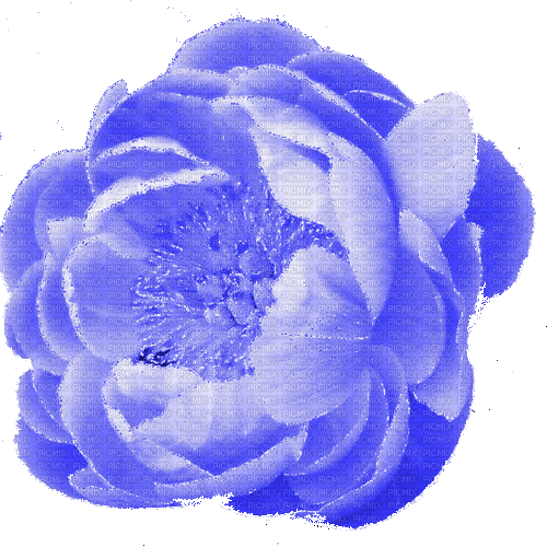 blue peony - Darmowy animowany GIF