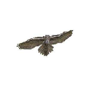 owl hibou   animated gif - GIF เคลื่อนไหวฟรี