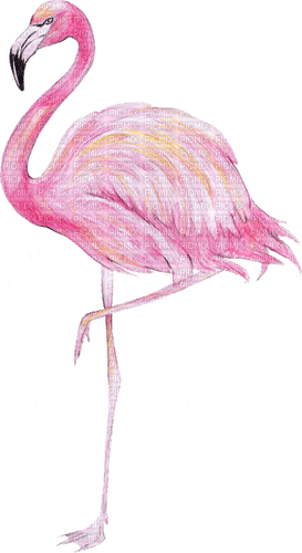 flamingo  aquarelle, Orabel - ilmainen png