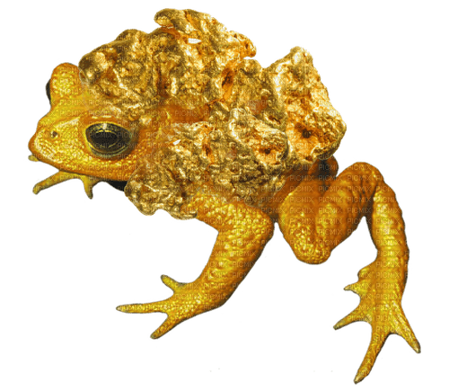 gold nugget froggy - ücretsiz png