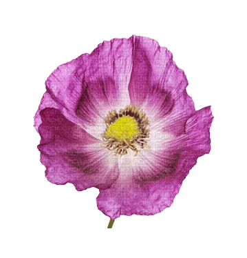 Purple Poppy - PNG gratuit