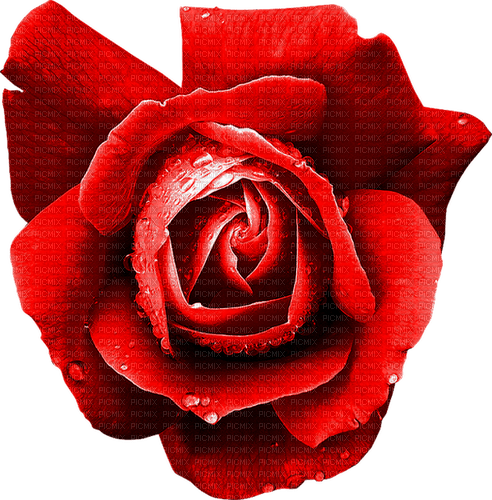 Rose.Red - png gratis