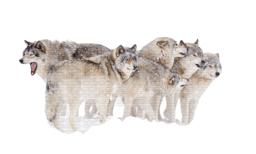 Loups, - 免费PNG