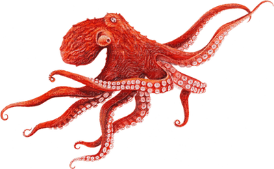 octopus poulpe - zdarma png