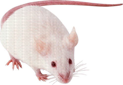 mouse by nataliplus - 免费PNG