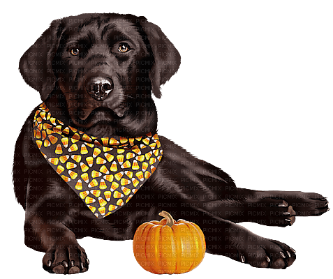 Dog Autumn - Labrador Retriever - png gratis