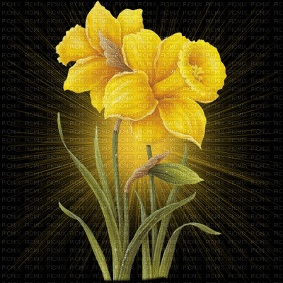 Flower - Animovaný GIF zadarmo