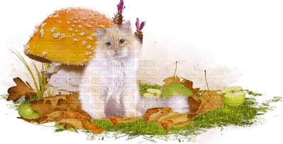 cat autumn chat automne - PNG gratuit