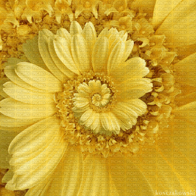 Flowers yellow bp - Animovaný GIF zadarmo