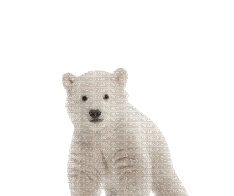 bear - Darmowy animowany GIF