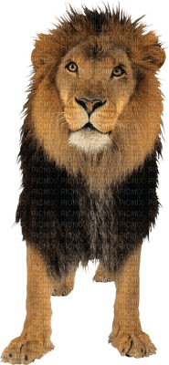 lion katrin - png grátis