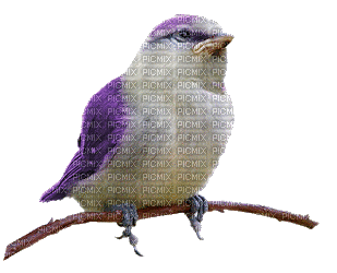 dulcineia8 pássaros - Free animated GIF