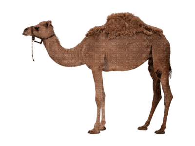 camel bp - zadarmo png