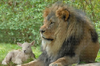 The Lion and the Lamb bp - png gratuito