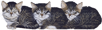 cat chat katze gif - Zdarma animovaný GIF