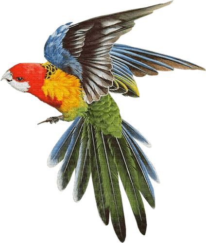 попугай - png grátis