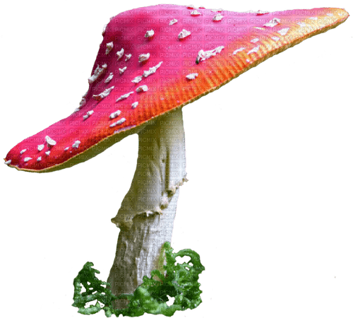 red mushroom Bb2 - png ฟรี