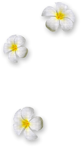 Flowers.White.Yellow - PNG gratuit